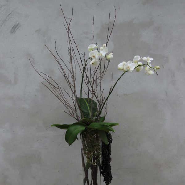 Towering orchid