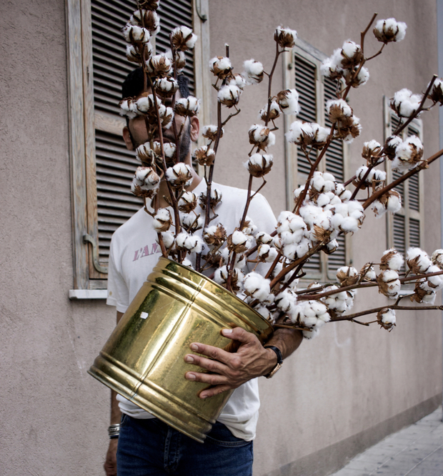 Dry Cotton